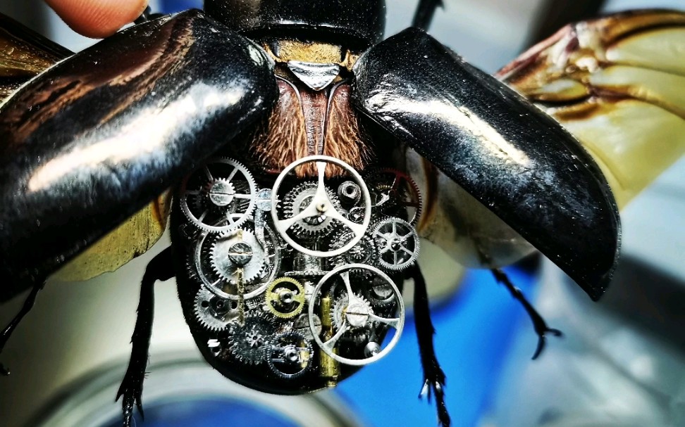 蒸汽朋克昆虫标本合集
