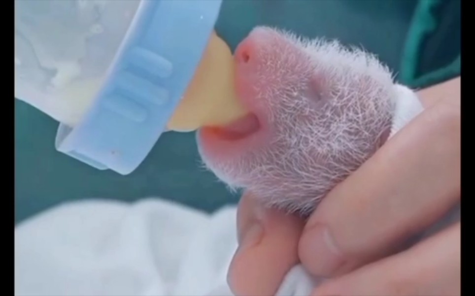 刚出生两天的熊猫宝宝喝奶,萌死个人