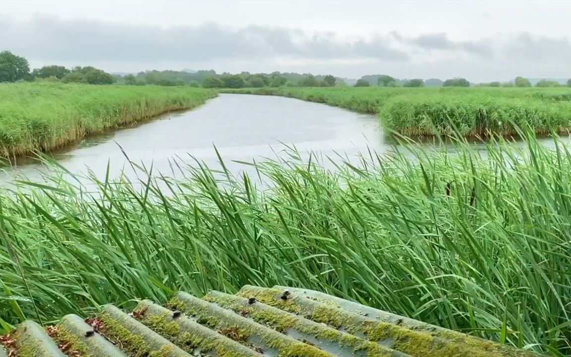 [图]自然治愈 / 雨天的芦苇水塘风景~聆听河岸小风和雨声