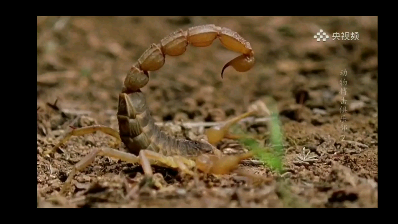 蟑螂恶霸vs蝎子莱莱