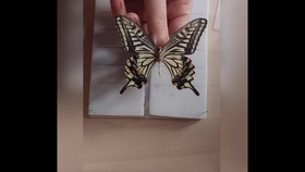 蝴蝶标本制作拆针下板 哔哩哔哩 つロ干杯 Bilibili