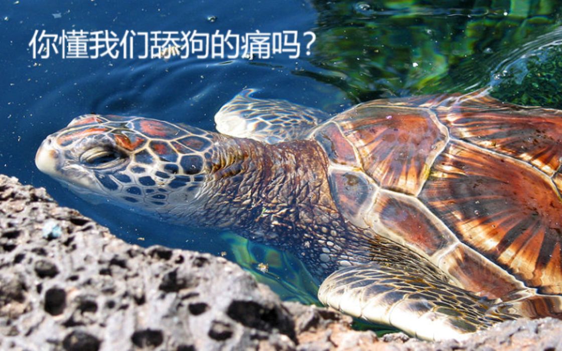 【海洋生物科普】急需保护的海中舔狗——绿海龟哔哩哔哩bilibili