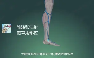 下载视频: 【人体解剖学】| 四肢浅静脉-大隐静脉！！