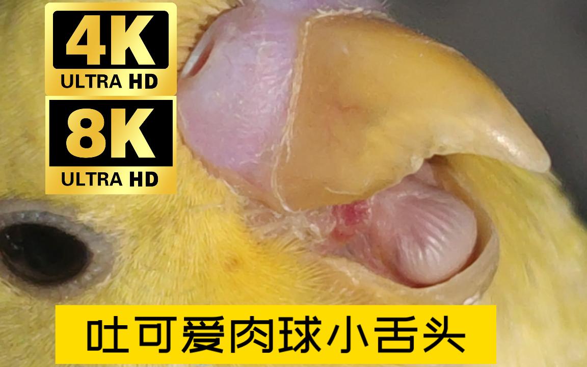 [图]【4K8K超清 鹦鹉吐可爱肉球小舌头】