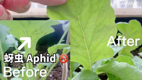 种菜不生虫远离病虫害最好的17种方法 3种有机杀虫剂详细配方 哔哩哔哩 つロ干杯 Bilibili