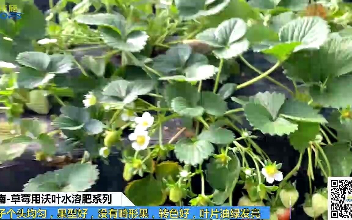 水溶肥批发河南中牟草莓用夫沃施沃叶水溶肥系列,果子个头均匀,果型好,没有畸形果,转色好,叶片油绿发亮哔哩哔哩bilibili