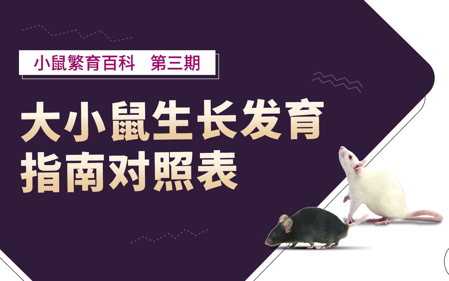 你是个合格的铲屎官吗?来份「大小鼠生长发育指南」测试一下?哔哩哔哩bilibili