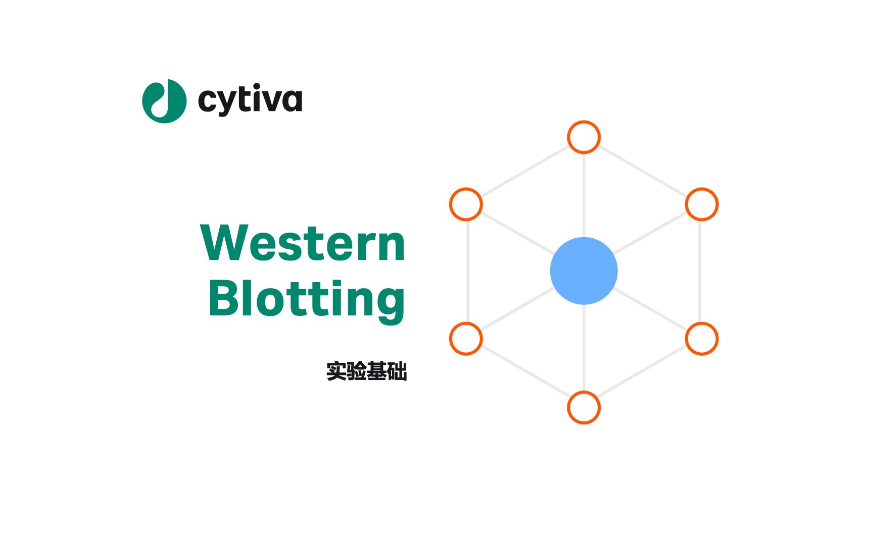 Western Blotting 实验基础哔哩哔哩bilibili