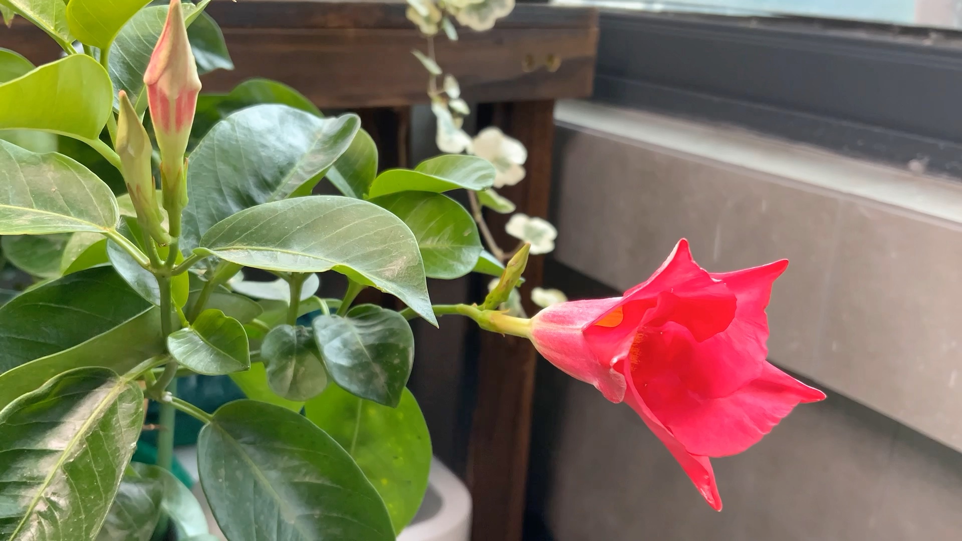 飘香藤 开花过程 延时摄影