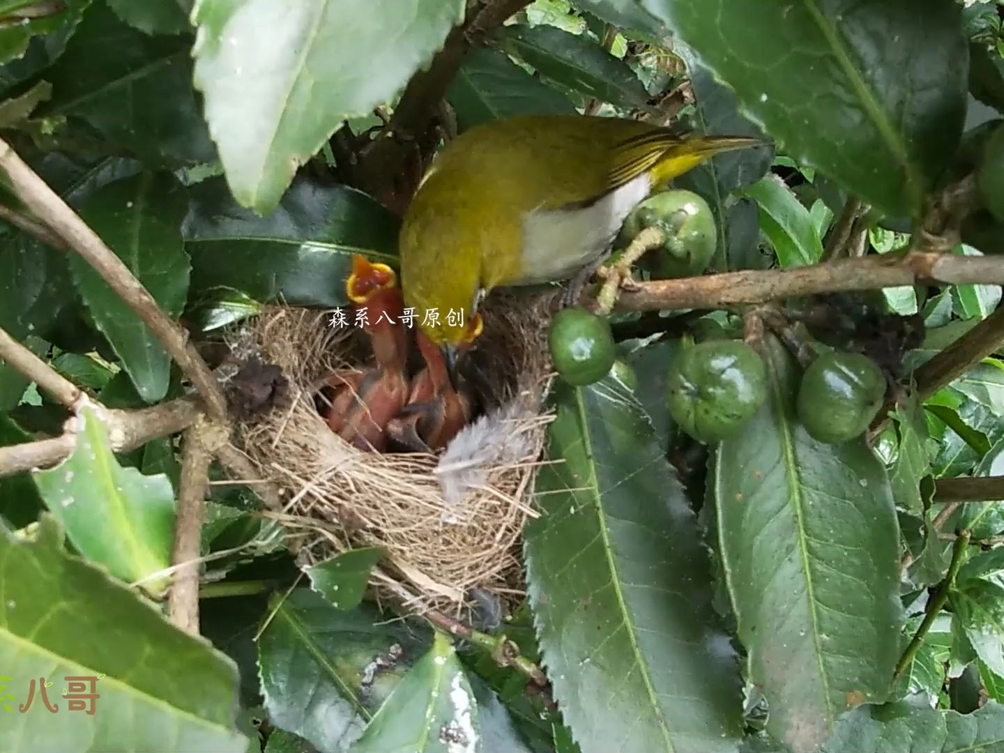绣眼鸟育雏,2只嗷嗷待哺的小鸟,鸟爸鸟妈接力喂食