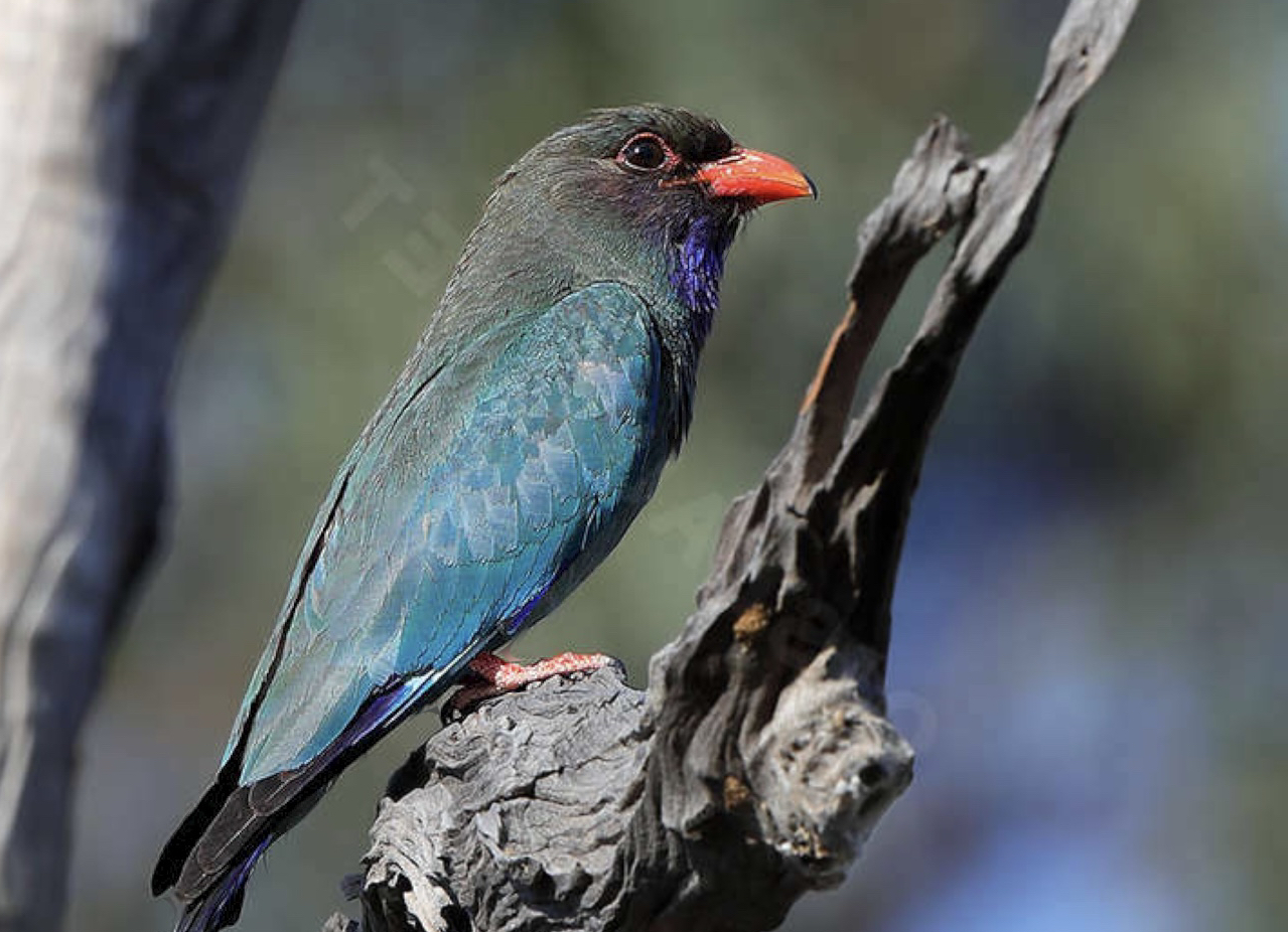 三宝鸟 小鸟和佛教的关系是? Eurystomus orientalis (yt@IndianBirdVideos哔哩哔哩bilibili