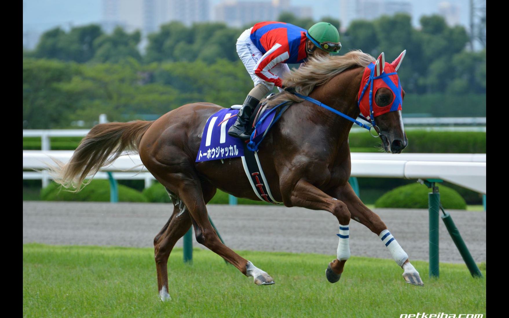 【赛马】2014年经典三冠|皋月赏,日本达比,菊花赏【明媚岛/天下唯一