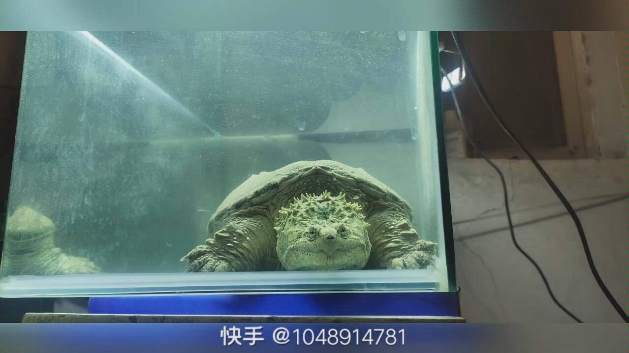 大头佛  佛鳄龟 大鳄龟纯佛  新手求关注