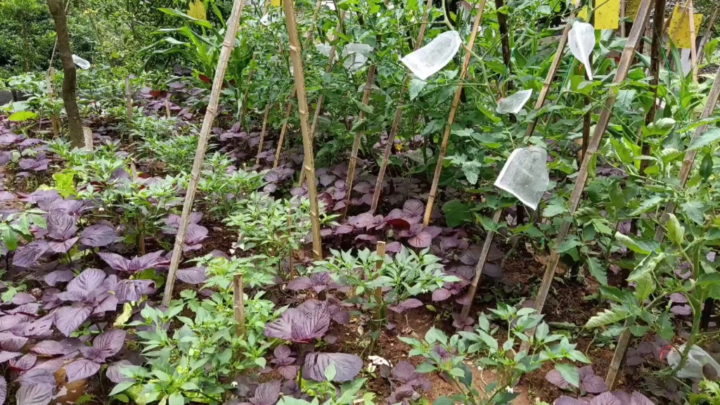 [图]夏天的紫苏真的是疯狂的生长啊，为了我的菜园子，实在是没办法了，我得当一回紫苏收割机