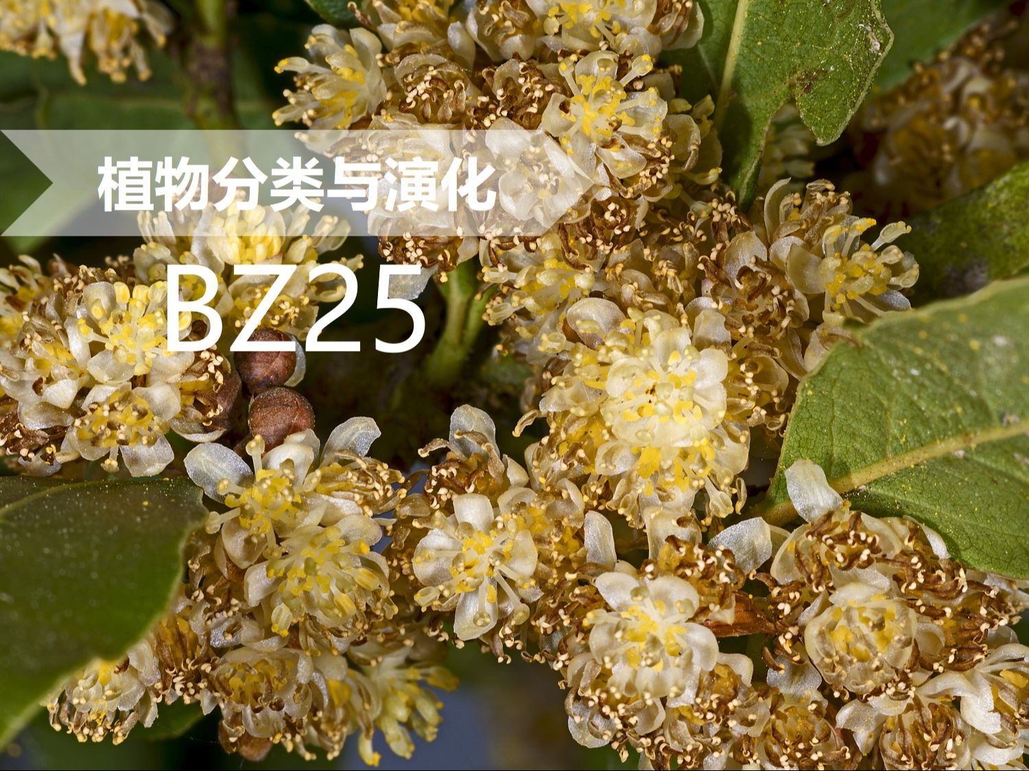 【植物分类与系统发育】BZ25 樟目 樟科 月桂属哔哩哔哩bilibili