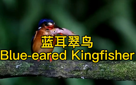 蓝耳翠鸟 Blueeared Kingfisher哔哩哔哩bilibili