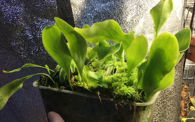 utricularia alpina高山狸藻近况记录