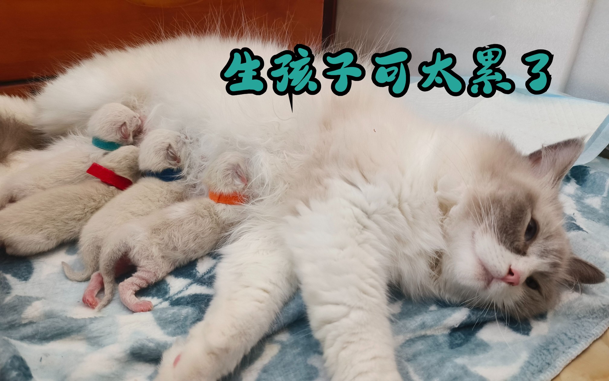 [图]布偶猫幼崽出生记录（长安生崽记）