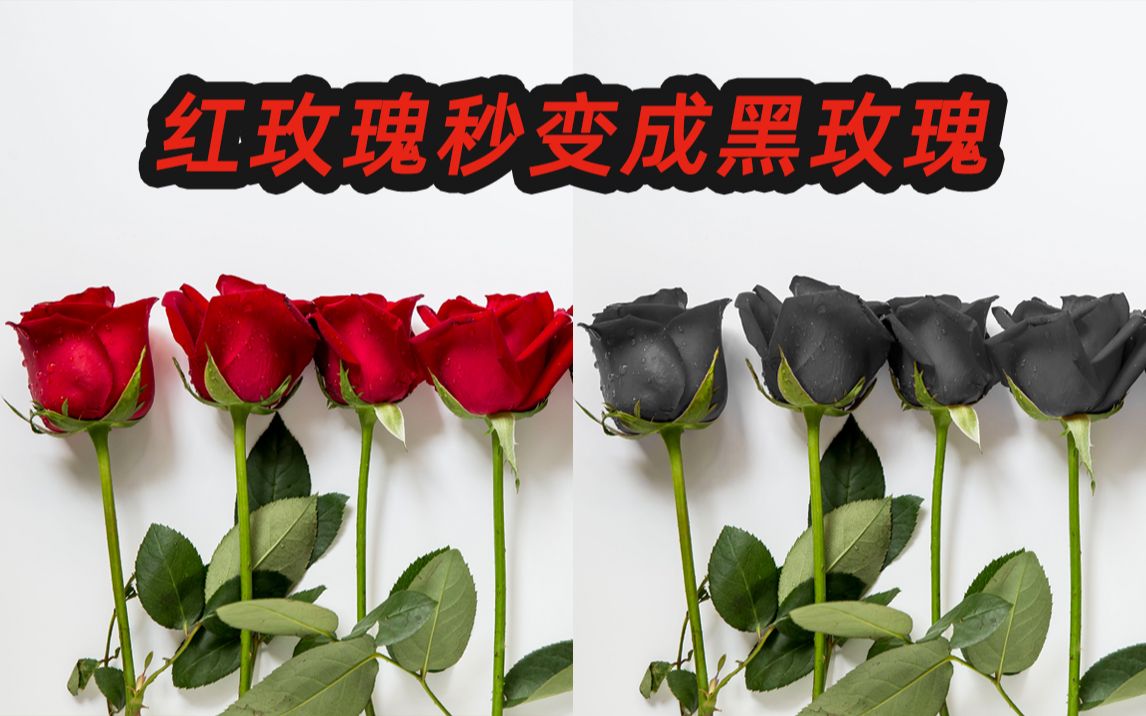 【ps调色】将红玫瑰秒变成黑玫瑰只需30秒