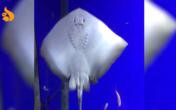 [图]水族馆里的一只鳐鱼沉迷于玩自由落体，看了好多遍，有些治愈是怎么回事