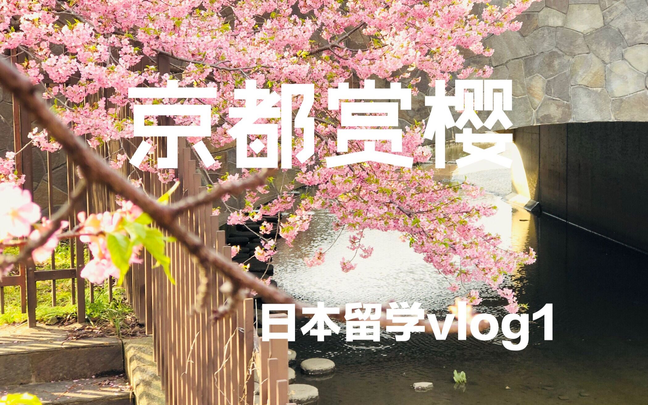 [图]【日本留学vlog1】 赏樱花初体验|日本留学生的假期日常|京都的樱花和柴犬！