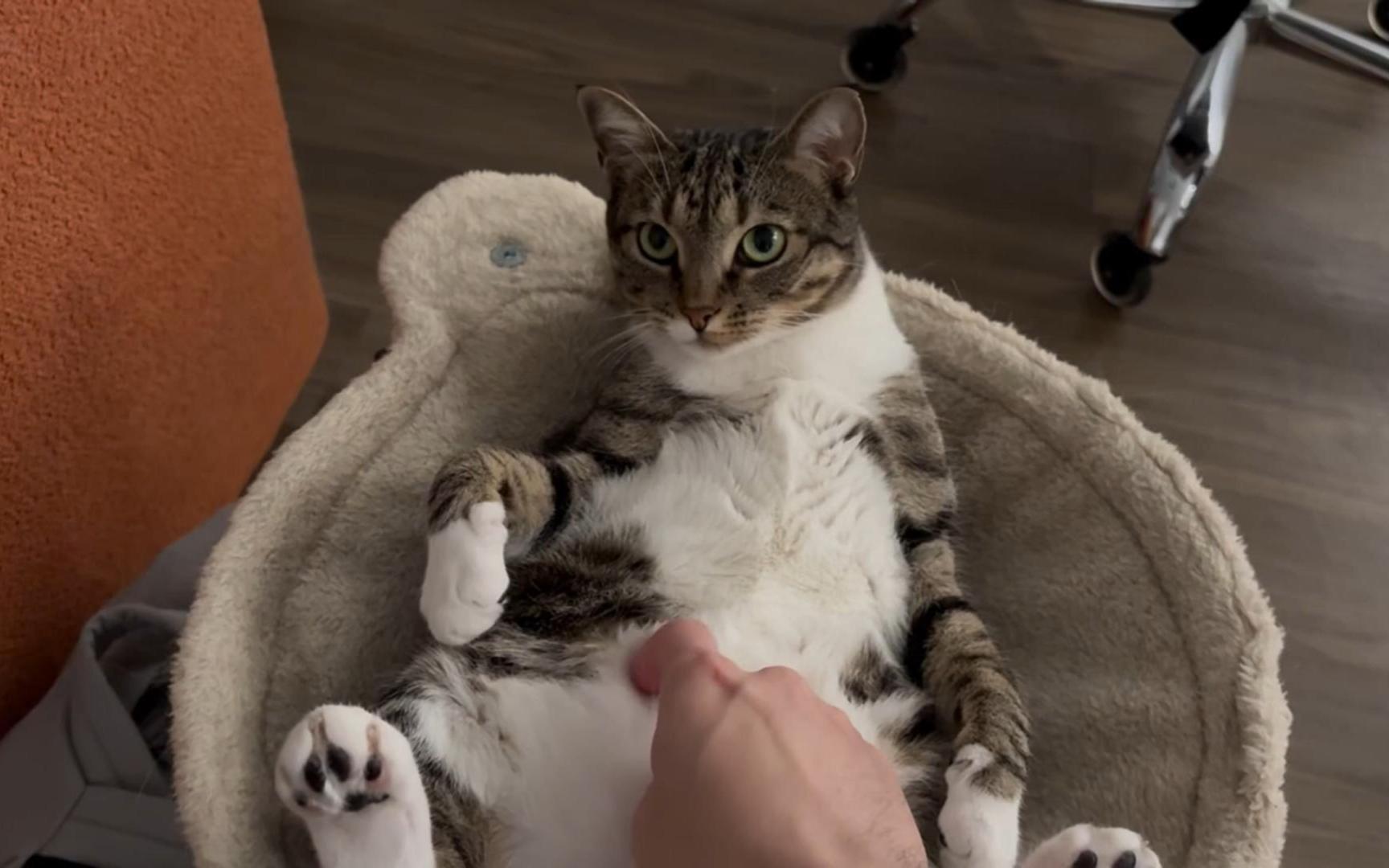 第一百零六期 挠猫猫痒痒