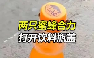 Descargar video: 把视频转给你拧不开瓶盖的女朋友 巴西网友拍到两只蜜蜂合力打开饮料瓶盖