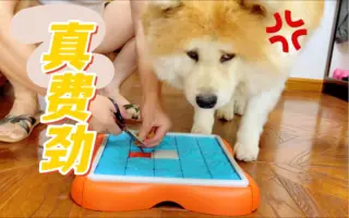 一条废狗狗狗狗 哔哩哔哩 Bilibili 一条废狗狗狗狗 哔哩哔哩 Bilibili