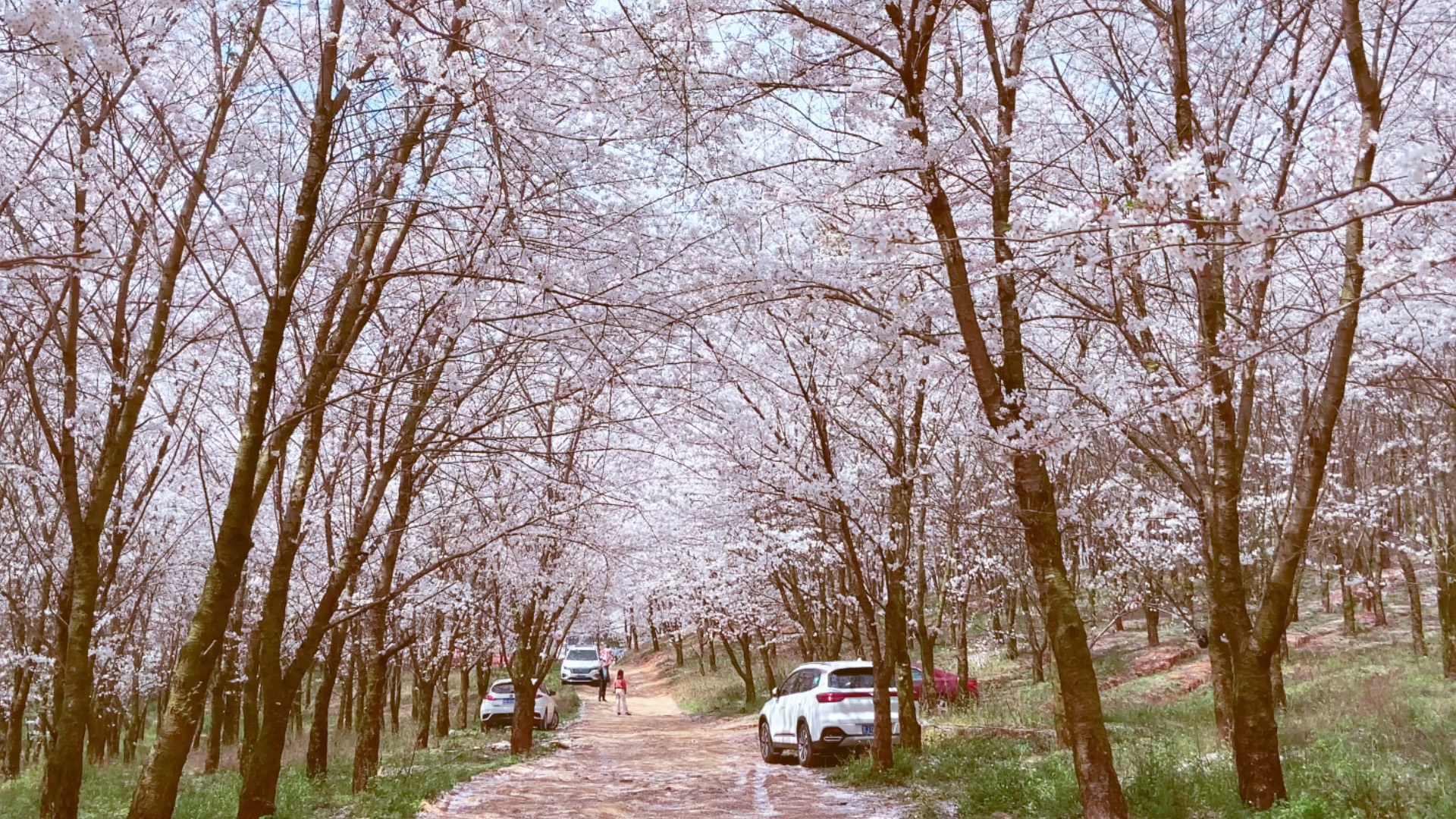 世界上最大的櫻花園,花開了,期待你來