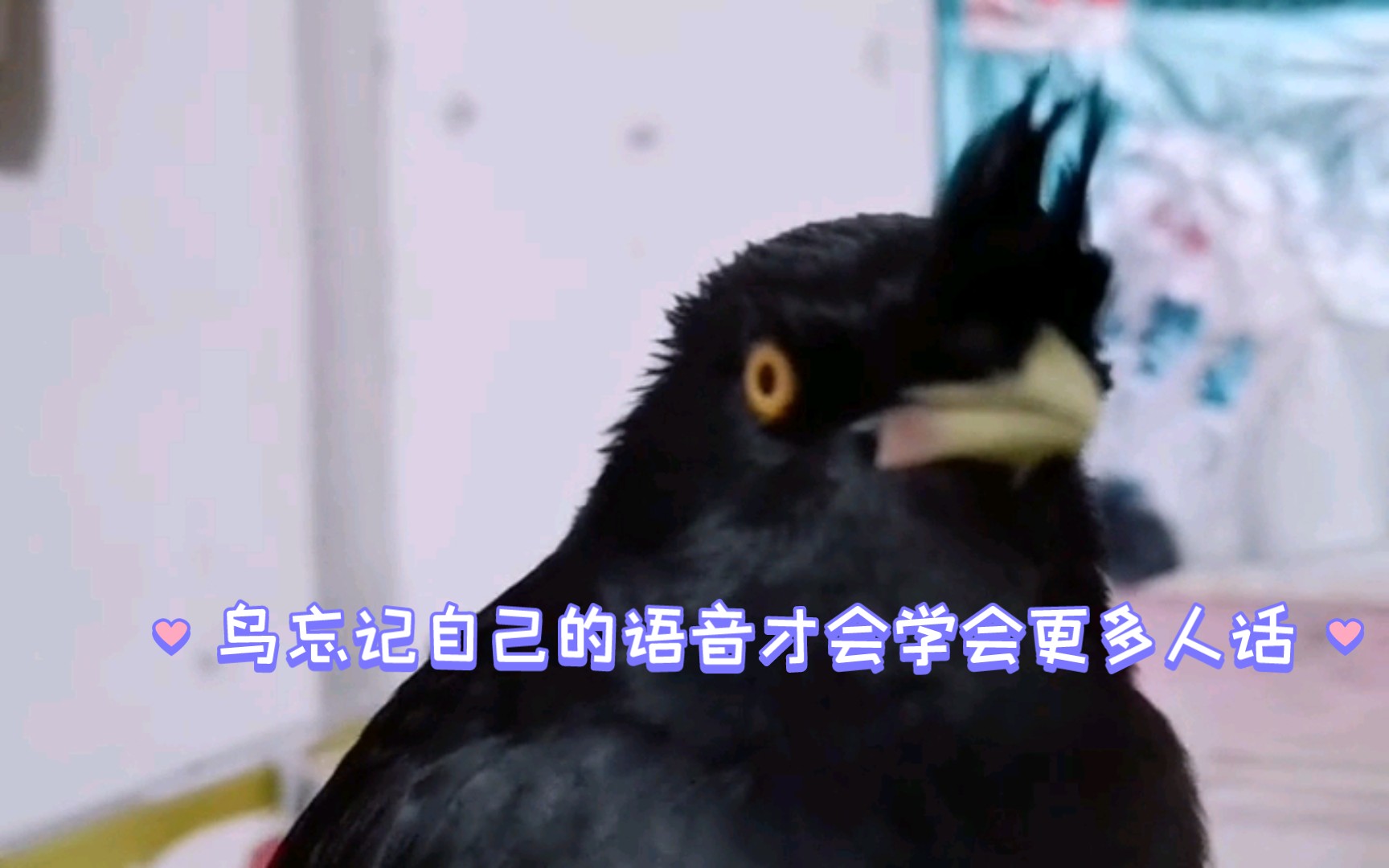 鸟忘记自己的语音才会学会更多人话