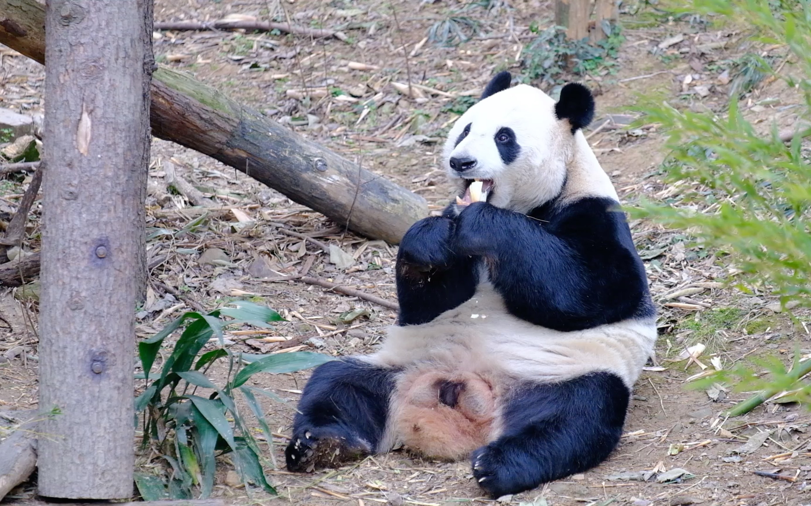 【南京红山动物园】大熊猫清晨吃竹笋一分钟纯享