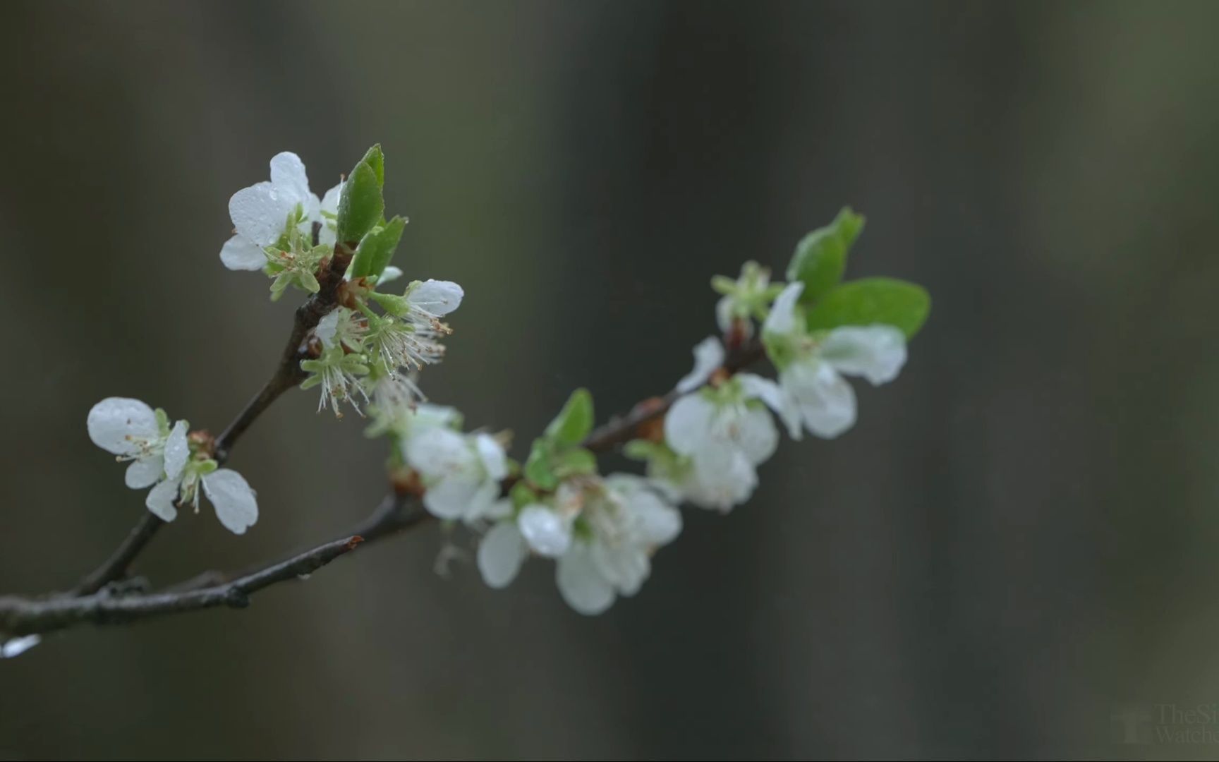 [图]雨花鸟共谐|自然声|2K，春暖花开春雨的滴答声特别治愈，午睡_自用