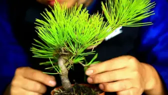 黑松切芽技巧 爱松朋友必学技能 哔哩哔哩 Bilibili