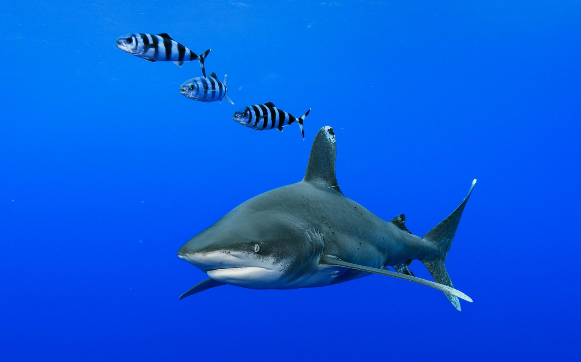 观赏鱼小白鲨图片