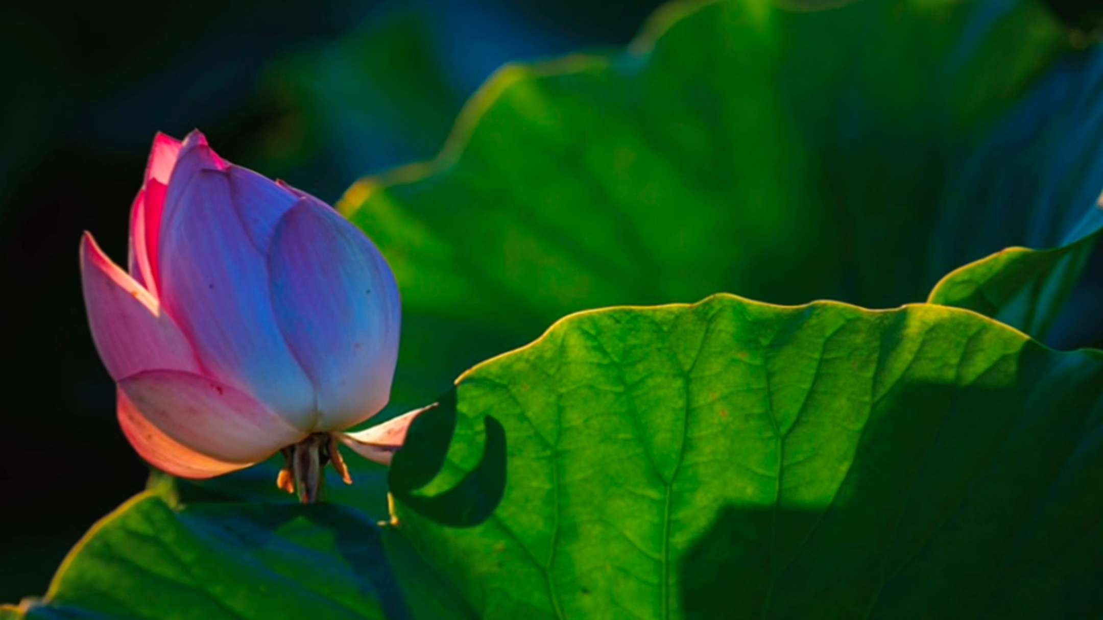 五家渠市280亩荷花竞相绽放 邀您赴一场荷塘盛宴!