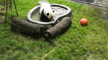 大熊猫龙飞泡澡