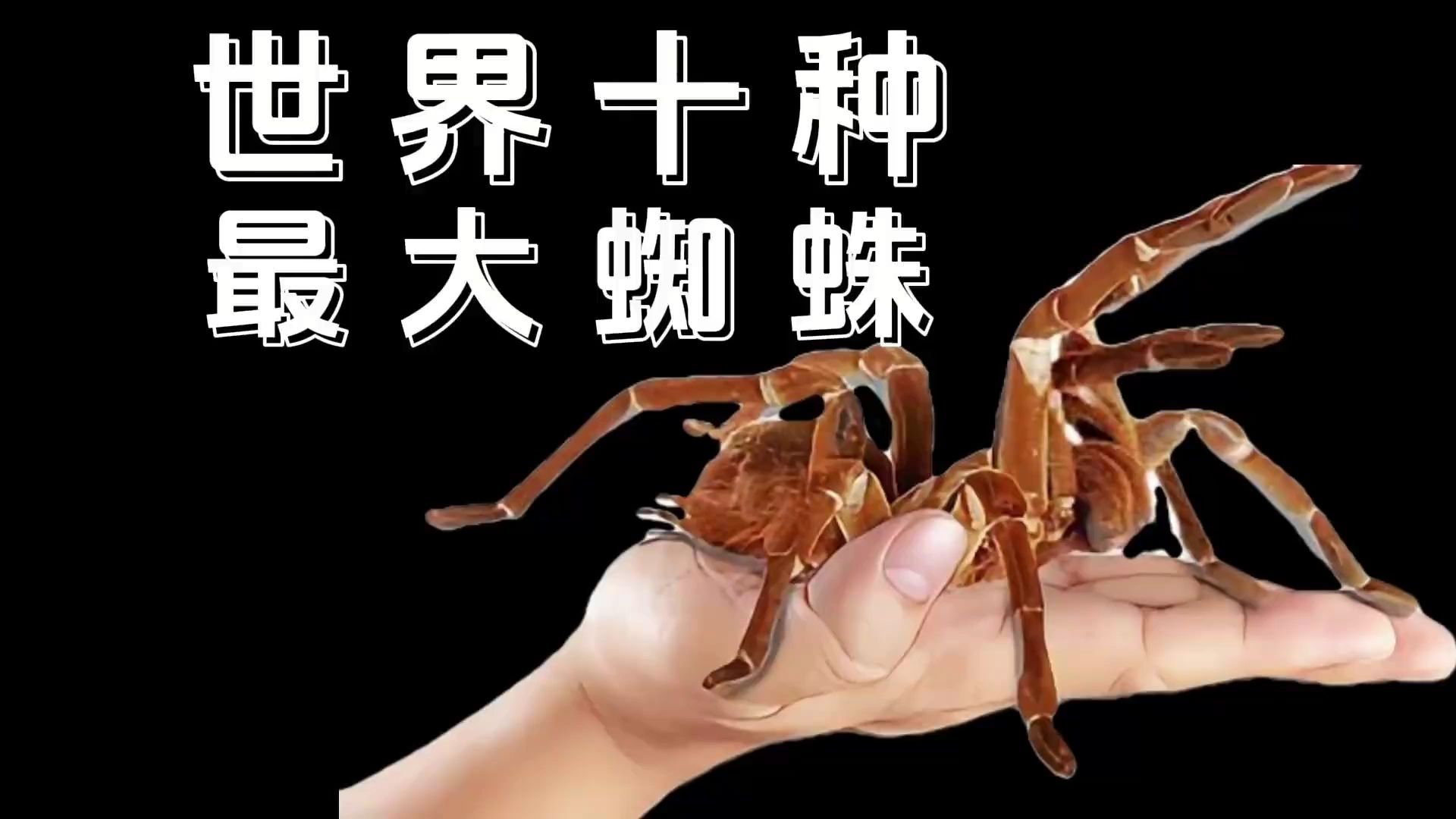 10种世界上最大的蜘蛛哔哩哔哩bilibili