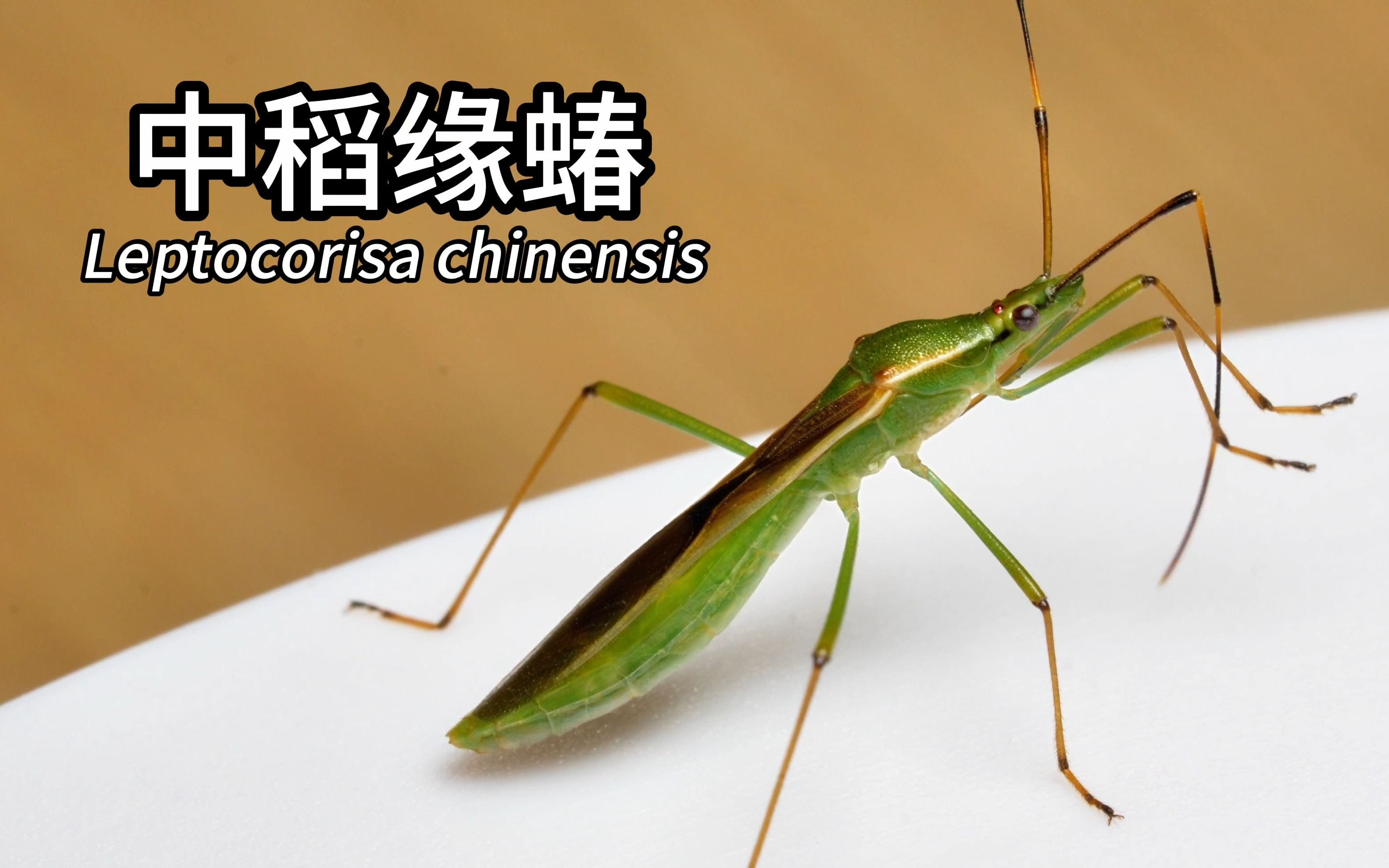 [4K]中稻缘蝽 Leptocorisa chinensis哔哩哔哩bilibili