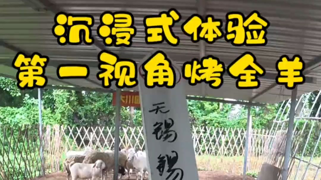 锡山一家人聚餐，热气腾腾的烤羊，团圆的味道