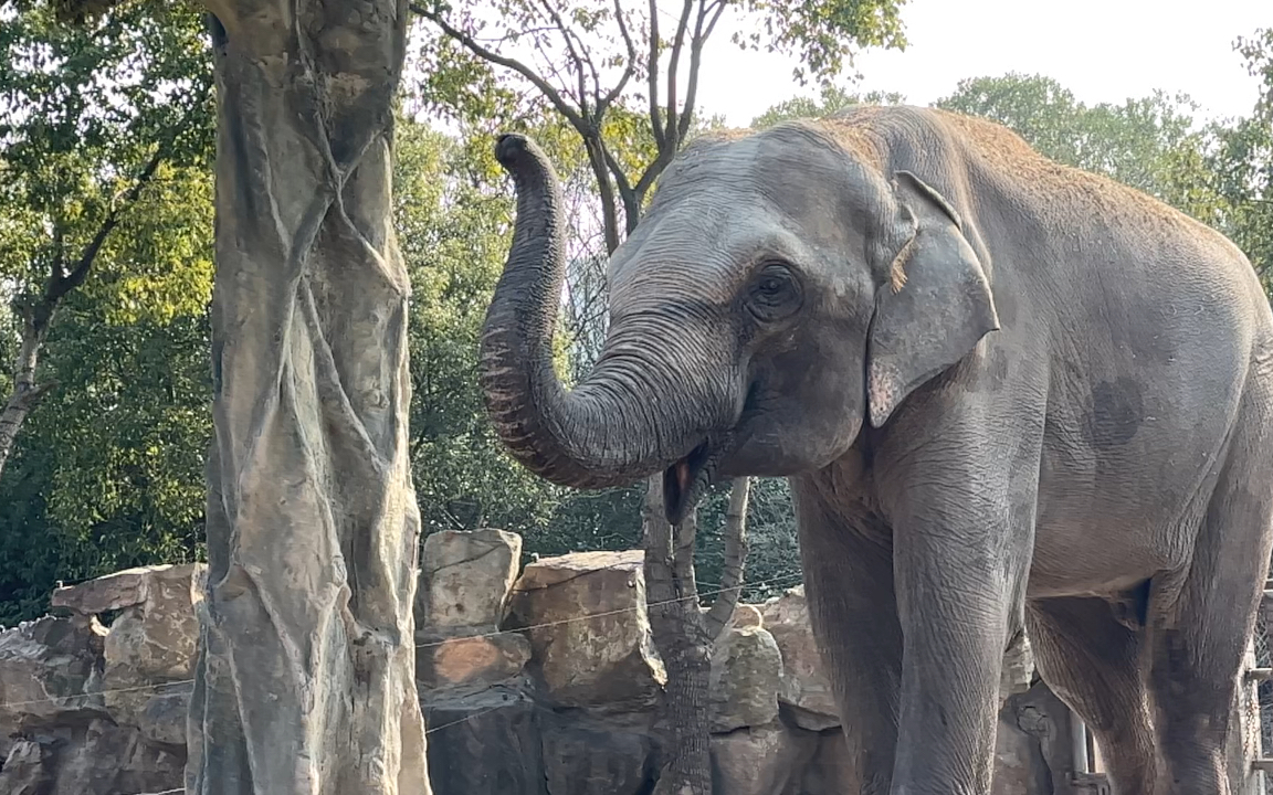 【上海野生动物园】大象喷水