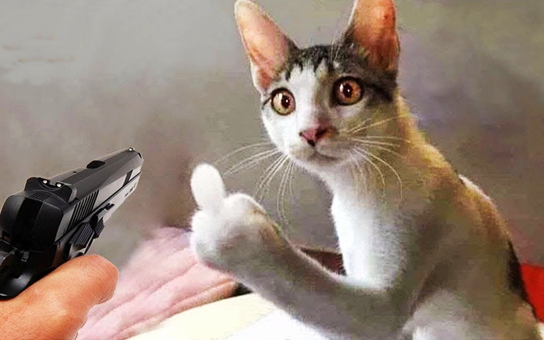 搞笑萌宠:盘点全网最胆肥猫,公然挑衅,猫咪的思维你永远猜不透