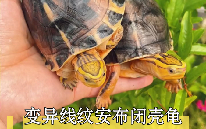 变异线纹安布闭壳龟欣赏