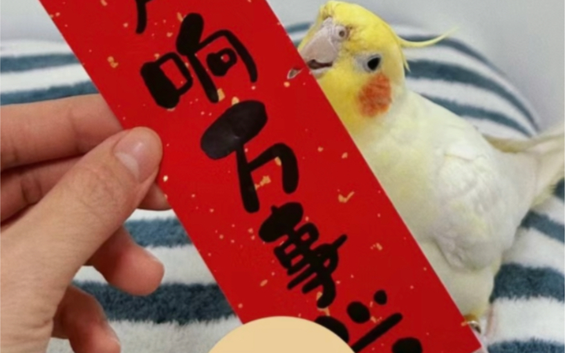 鹦鹉红包封面制作也太可爱了吧!