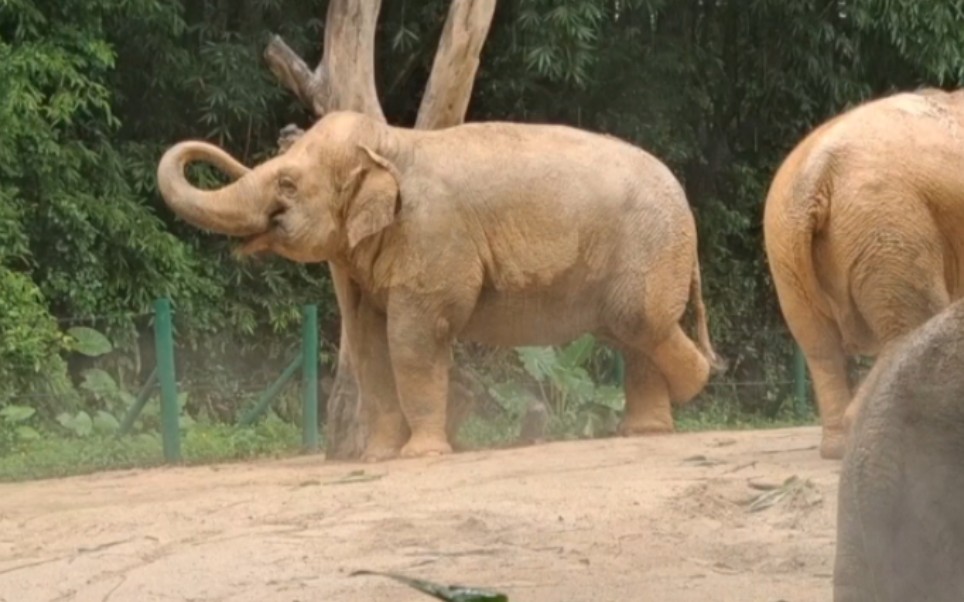 【亚洲象】阿迪娜表示这大型"不求人"不给力,要跟姐妹吐槽一下