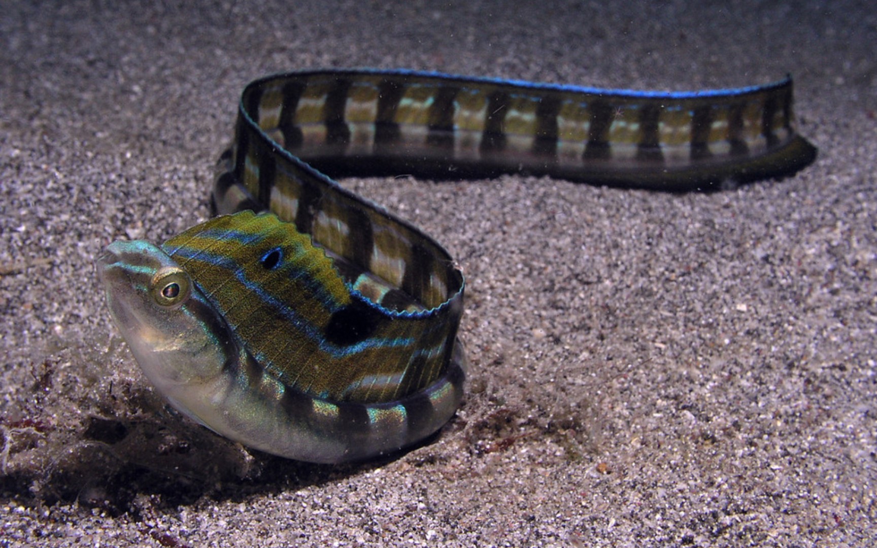 带鳚xiphasia setifer