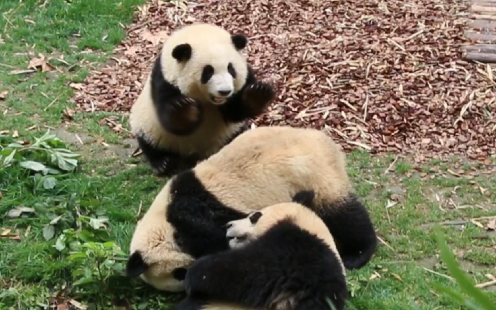 【大熊猫和花 和叶 润玥】