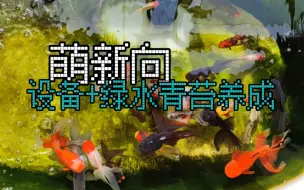 Tải video: 分享养鱼设备结构，浅聊清水绿苔养成经验