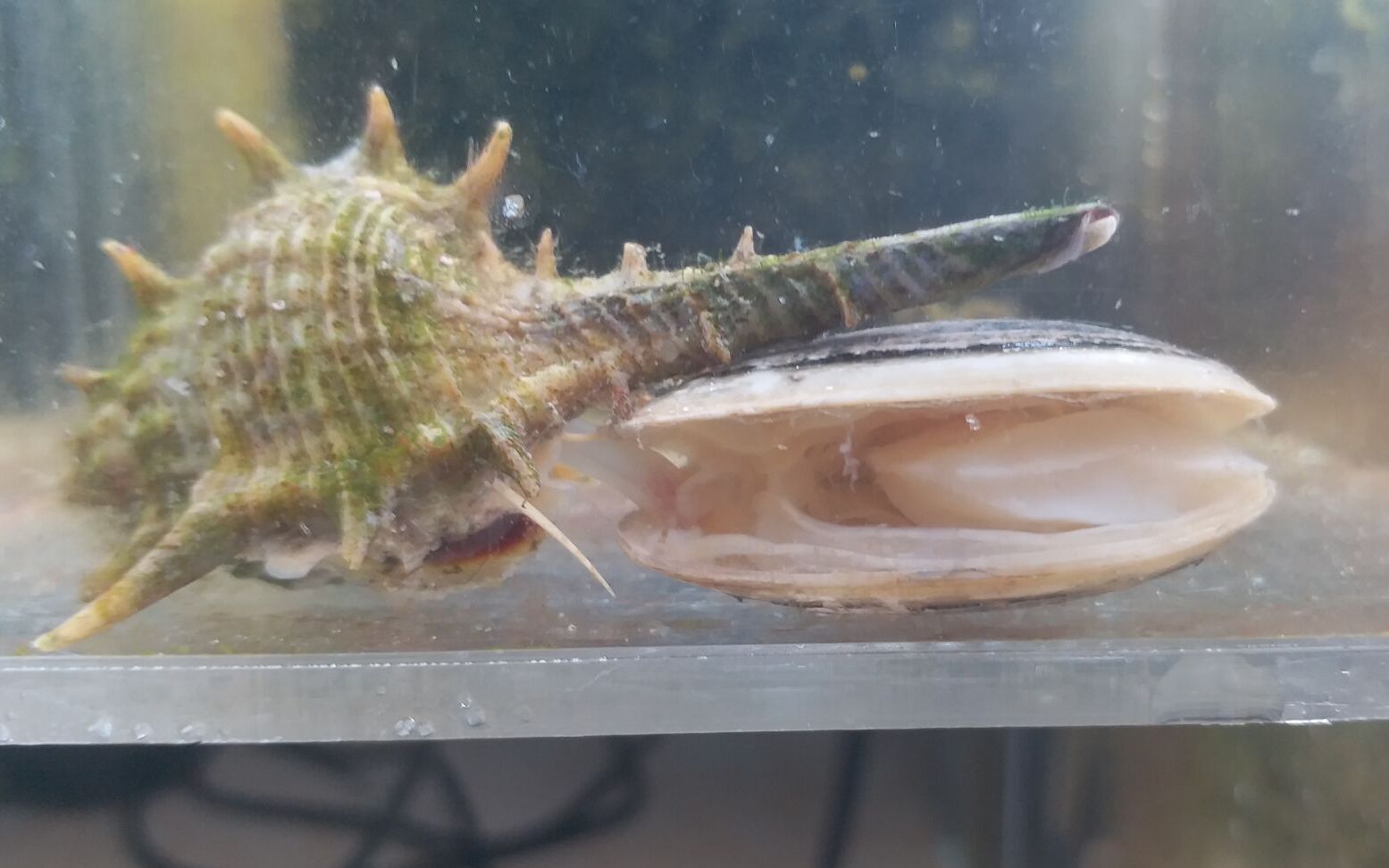 浅缝骨螺喂食录像无后期