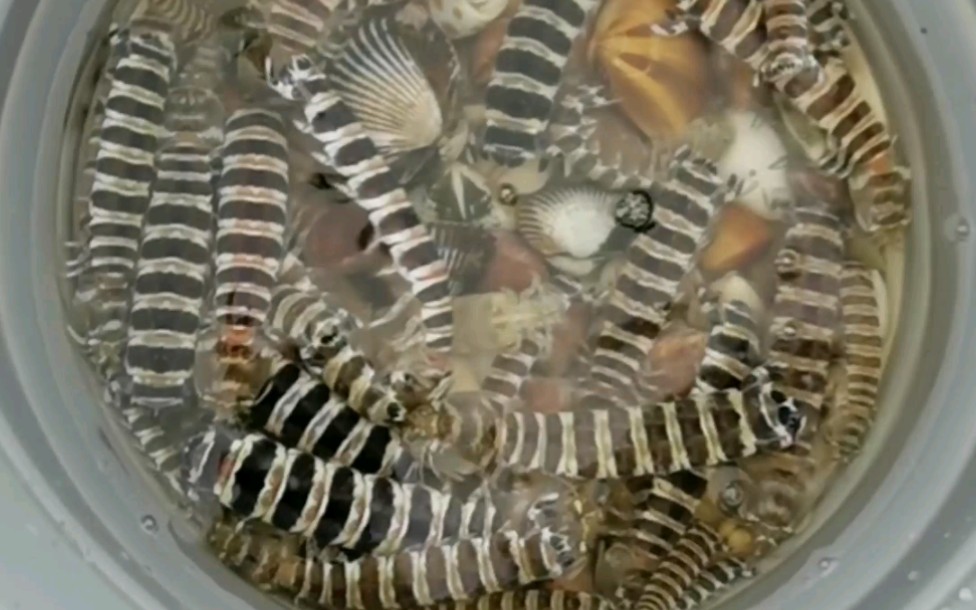 来了来了真正的逮虾户抓了条斑马蜈蚣银环虾