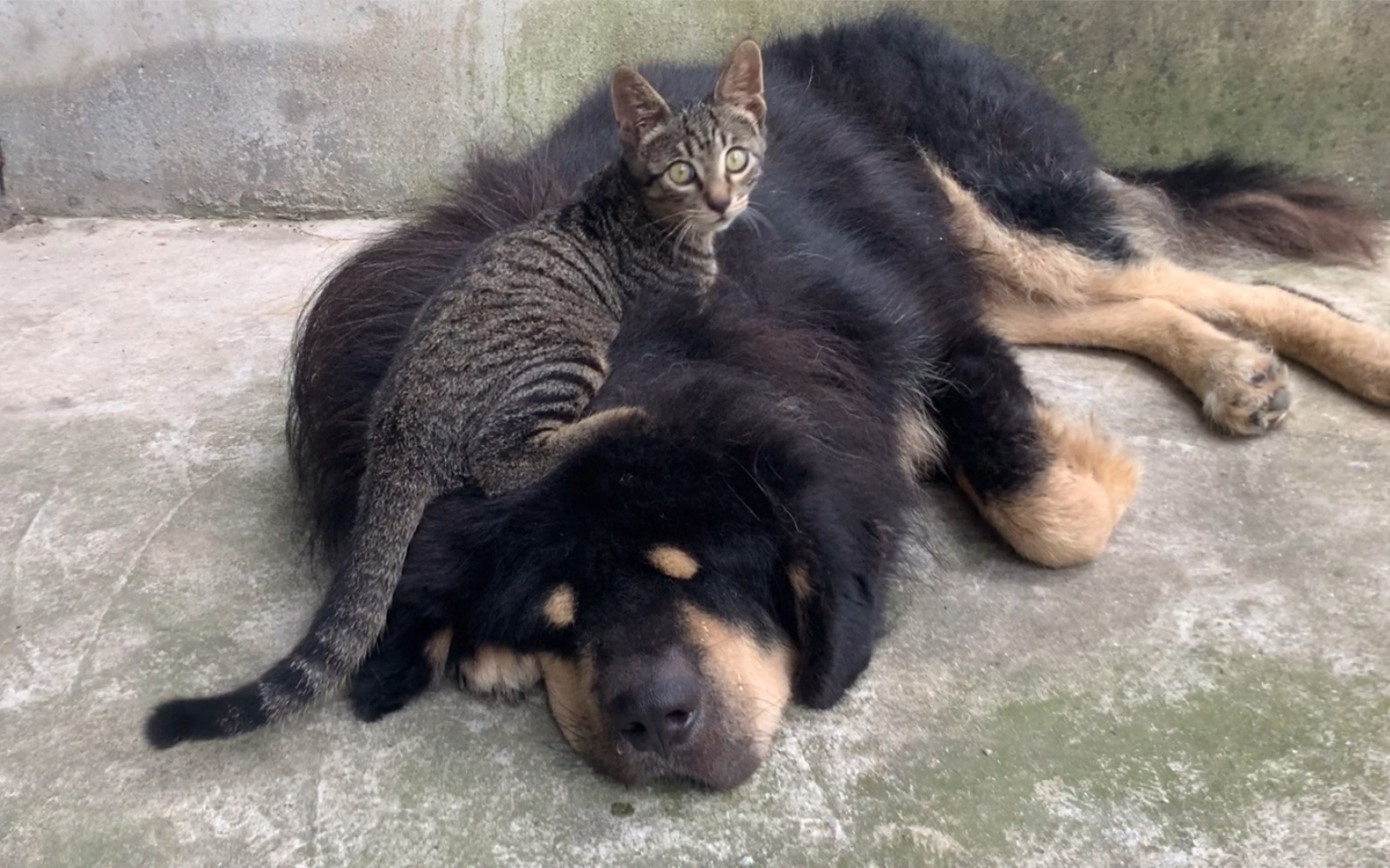 田园猫小狸花不仅是捕鼠高手,就连獒哥也被它拿捏的死死的_哔哩哔哩